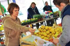 green market_palic_5